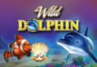 Wild Dolphin