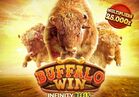 Buffalo Win
