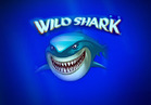 Wild Shark